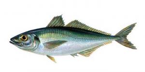 Барабулька черноморская: описание и польза рыбы Рыба султанка